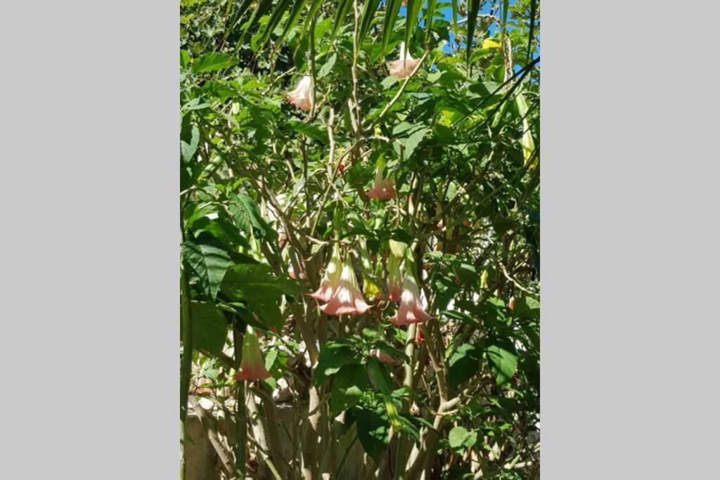 דירות טורמולינוס Casa Rustica מראה חיצוני תמונה